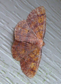 Black-dotted Ruddy